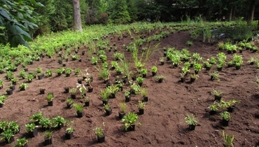 TRAJNICE CARNIOLA - GOJENJE, MATIC SEVER s.p.