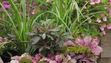 TRAJNICE CARNIOLA - GOJENJE, MATIC SEVER s.p.