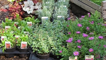 TRAJNICE CARNIOLA - GOJENJE, MATIC SEVER s.p.