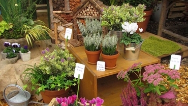 TRAJNICE CARNIOLA - GOJENJE, MATIC SEVER s.p.