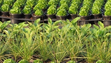 TRAJNICE CARNIOLA - GOJENJE, MATIC SEVER s.p.