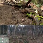 Posek in spravilo lesa